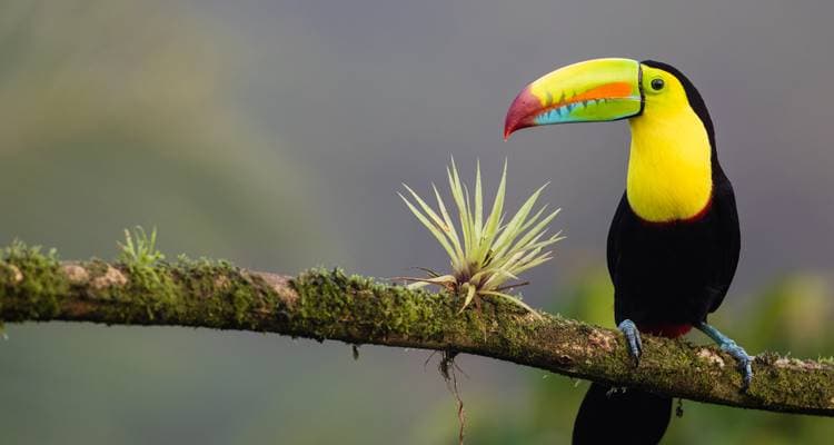 Costa Rica Eco-Adventure - Image 7