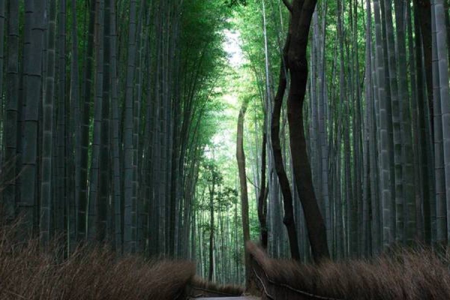 Walking through Kyoto's iconic bamboo forest on the Epic Japan tour